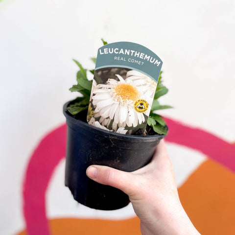 Shasta Daisy - Leucanthemum x superbum 'Real Comet' - British Grown Herbaceous Perennial - Sprouts of Bristol