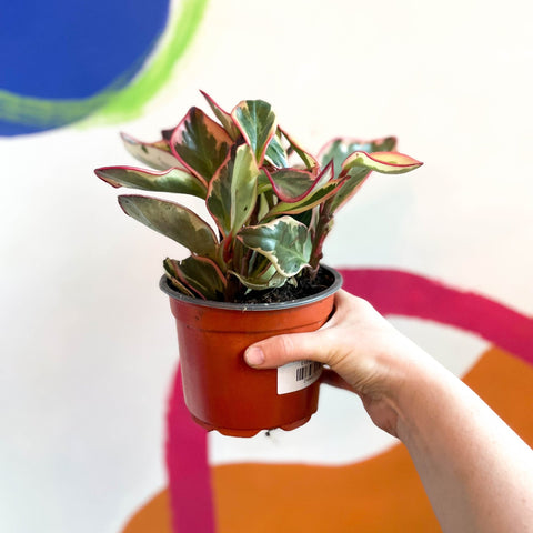 Shining Bush Plant - Peperomia clusifolia 'Ginny' - British Grown - Sprouts of Bristol