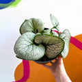 Siberian Bugloss - Brunnera macrophylla 'Silver Heart' - Sprouts of Bristol