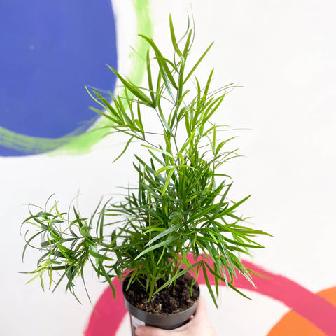 Sicklethorn Fern - Asparagus falcatus - Sprouts of Bristol