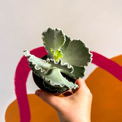 Silver Crown Plant - Cotyledon undulata - Sprouts of Bristol