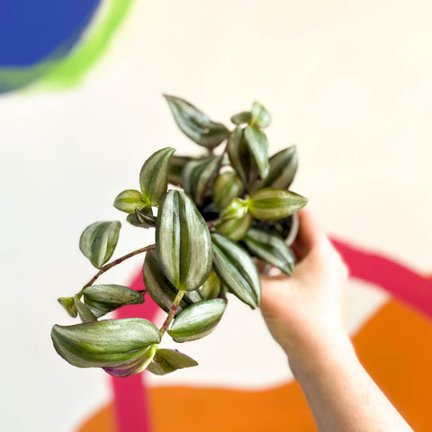 Silver Inch Plant - Tradescantia zebrina - British Grown - Sprouts of Bristol