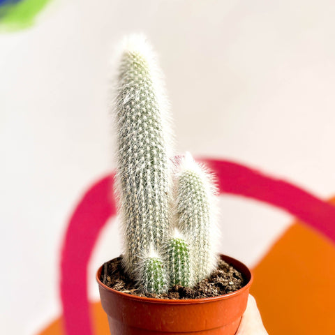 Silver Torch Cactus - Cleistocactus strausii - Sprouts of Bristol