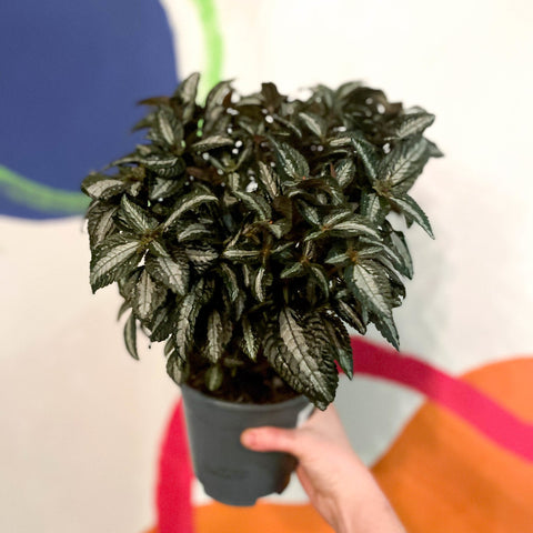 Silver Tree Plant - Pilea spruceana - Sprouts of Bristol