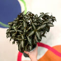 Silver Tree Plant - Pilea spruceana - Sprouts of Bristol