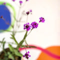 Slender Vervain - Verbena rigida - Cotswold Grown Perennial - Sprouts of Bristol