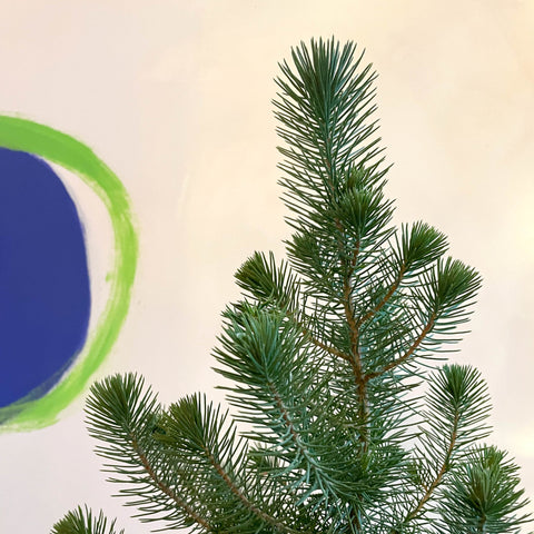 Small Potted Christmas Tree - Silver Crest Pine - Pinus pinea - Sprouts of Bristol
