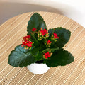 Small Red Flaming Katy - Kalanchoe rosalina - Sprouts of Bristol