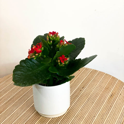 Small Red Flaming Katy - Kalanchoe rosalina - Sprouts of Bristol