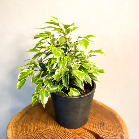 Small Variegated Weeping Fig - Ficus benjamina 'Variegata' - Sprouts of Bristol