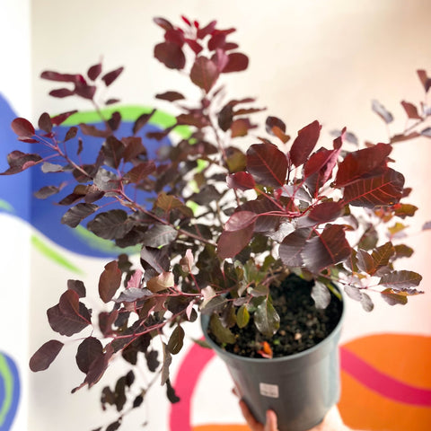 Smoke Bush - Cotinus coggygria 'Dusky Maiden' - Cotswold Grown Perennial - Sprouts of Bristol