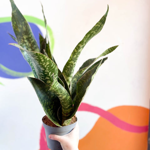 Snake Plant - Sansevieria aubrytiana 'Dragon' - Sprouts of Bristol