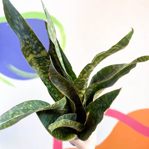 Snake Plant - Sansevieria aubrytiana 'Dragon' - Sprouts of Bristol
