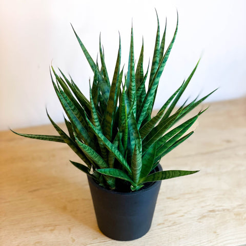 Snake Plant - Sansevieria 'Comet Kichaka' - Sprouts of Bristol
