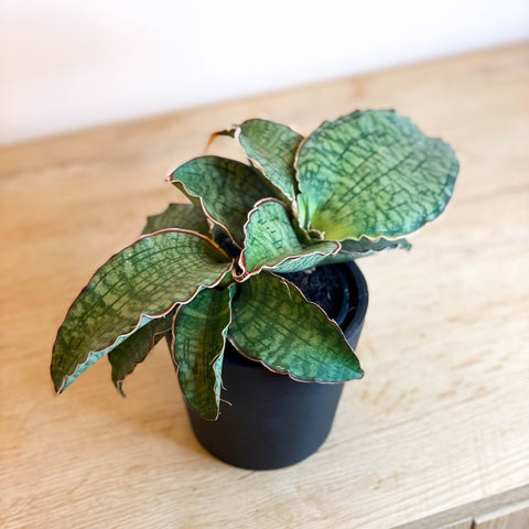 Snake Plant - Sansevieria 'Kirkii Silver Blue' - Sprouts of Bristol