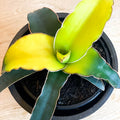 Snake Plant - Sansevieria 'Star Canary' - Sprouts of Bristol