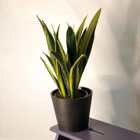 Snake Plant - Sansevieria trifasciata 'Gold Flame' - Sprouts of Bristol