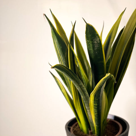 Snake Plant - Sansevieria trifasciata 'Gold Flame' - Sprouts of Bristol