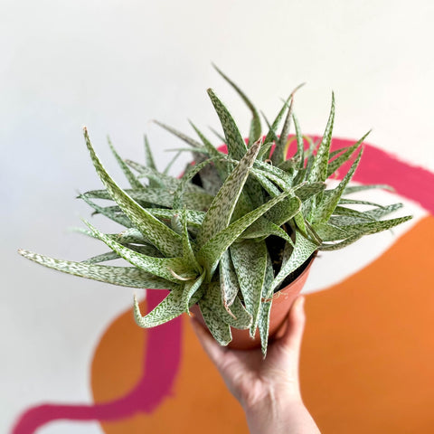 Snowflake Aloe - Aloe rauhii 'Snowflake' - Sprouts of Bristol