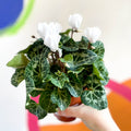 Sowbread - Cyclamen 'White Tianis' - Sprouts of Bristol