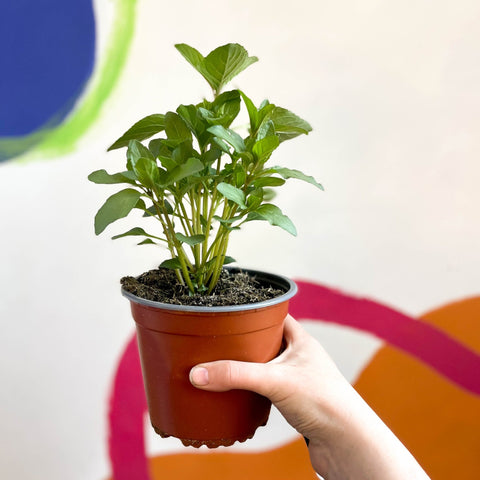 Spanish Mint - Mentha spicata - British Grown Culinary Herbs - Sprouts of Bristol
