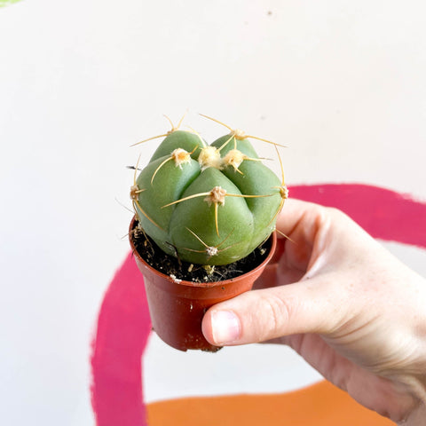 Spider Cactus - Gymnocalycium horstii - Sprouts of Bristol