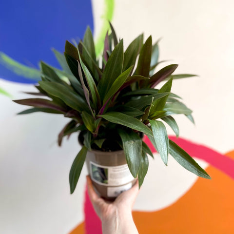 Spider Lily - Tradescantia spathacea 'Sitara’ - British Grown - Sprouts of Bristol