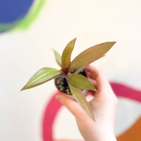 Spider Lily - Tradescantia spathacea 'Sitara’ - Welsh Grown - Sprouts of Bristol