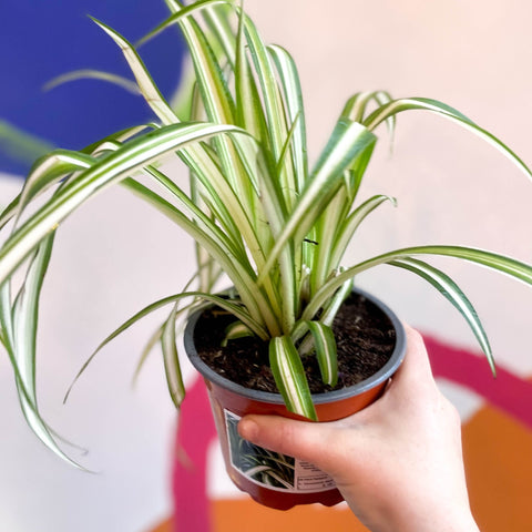 Spider Plant - Chlorophytum comosum - British Grown - Sprouts of Bristol
