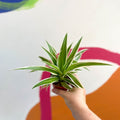 Spider Plant - Chlorophytum comosum 'Variegatum' - Sprouts of Bristol