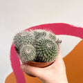 Spiny Pincushion Cactus - Mammillaria spinosissima - Sprouts of Bristol