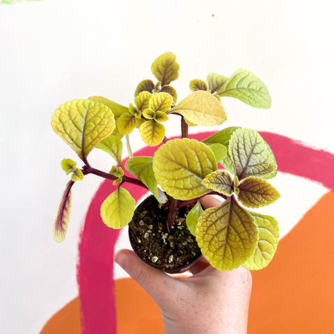 Spurflower - Plectranthus 'Easy Gold' - Welsh Grown - Sprouts of Bristol