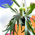 Staghorn Fern - Platycerium bifurcatum - Sprouts of Bristol