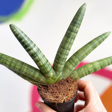 Starfish Snake Plant- Sansevieria cylindrica ‘Boncel’ - Sprouts of Bristol