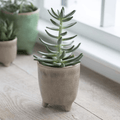 Stone Positano Pot - Sprouts of Bristol