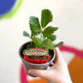 Strawberry - Fragaria × ananassa 'Ruby Ann' - British Grown - Sprouts of Bristol