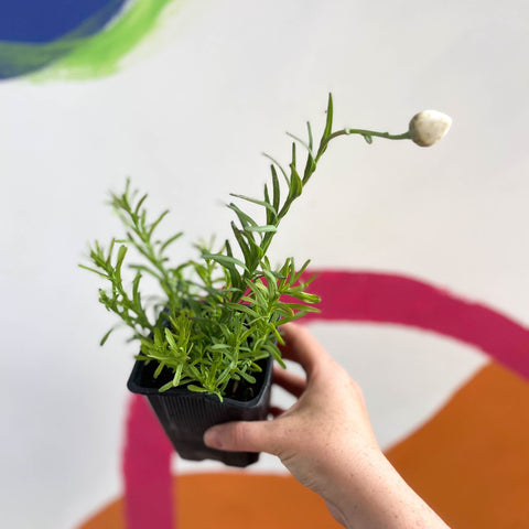 Strawflower - Xerochrysum bracteatum - Bristol Grown - Sprouts of Bristol