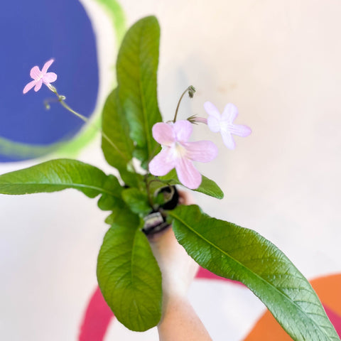 Streptocarpus ionantha 'Gloria' - Welsh Grown - Sprouts of Bristol