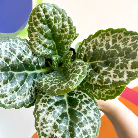Streptocarpus ‘Pretty Turtle’ - Sprouts of Bristol