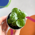 Streptocarpus ‘Pretty Turtle’ - Sprouts Grown By Us - Sprouts of Bristol