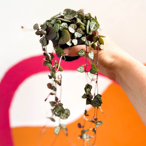 String of Hearts - Ceropegia woodii - Sprouts of Bristol