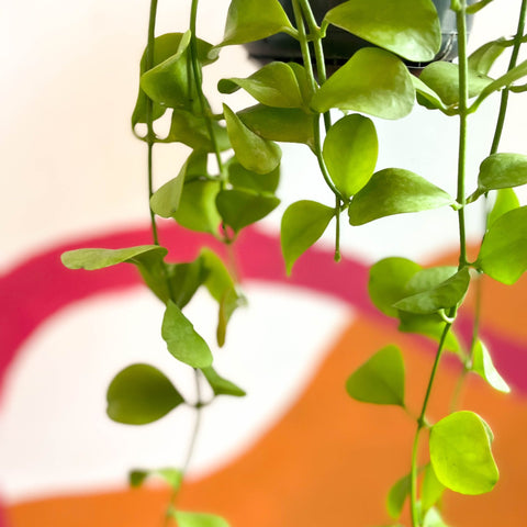 String of Nickles - Dischidia imbricata - Sprouts of Bristol