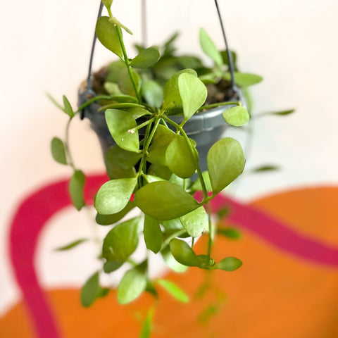 String of Nickles - Dischidia oiantha - Sprouts of Bristol