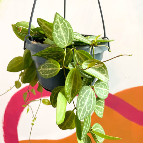 String of Nickles - Dischidia ovata 'Watermelon' - Sprouts of Bristol
