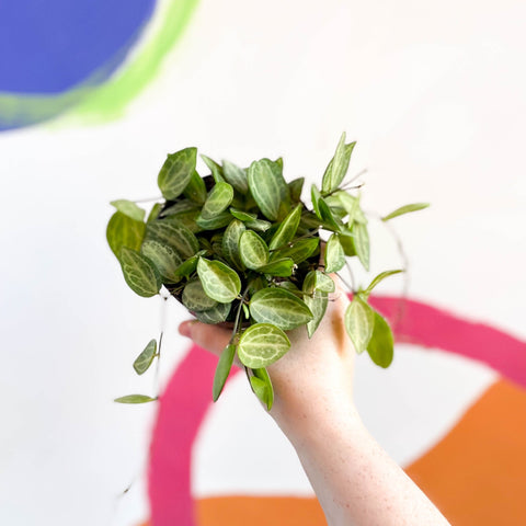String of Nickles - Dischidia ovata 'Watermelon' - Sprouts of Bristol