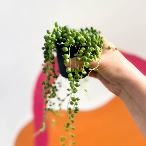 String of Pearls - Senecio rowleyanus - Sprouts of Bristol