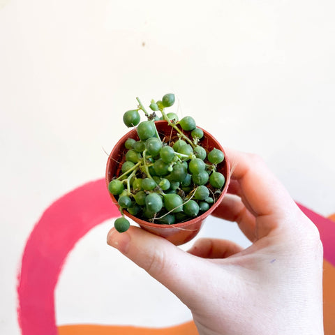 String of Pearls - Senecio rowleyanus - Sprouts of Bristol