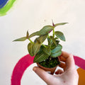 Striped Inch Plant - Callisia gentlei variegated elegans - Welsh Grown - Sprouts of Bristol