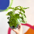 Sweet Basil - Ocimum basilicum 'Sweet Genovese' - Cotswolds Grown Culinary Herbs - Sprouts of Bristol