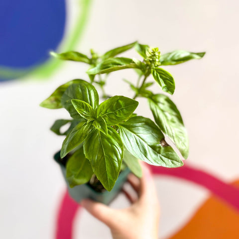 Sweet Basil - Ocimum basilicum 'Sweet Genovese' - Cotswolds Grown Culinary Herbs - Sprouts of Bristol